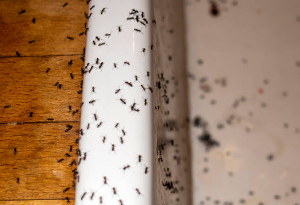 Best Pest Control for Businesses  in West Chicago, IL